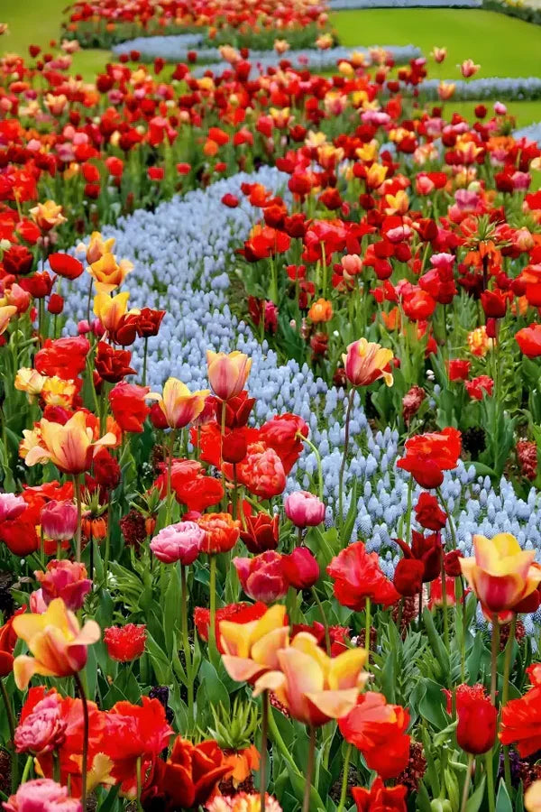 Varieties of Flower Seeds (Pack of 100)