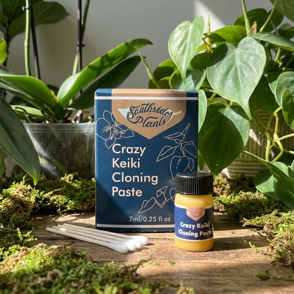 plant cloning paste Crazy Keiki Plant Cloning Paste – MaxSmile