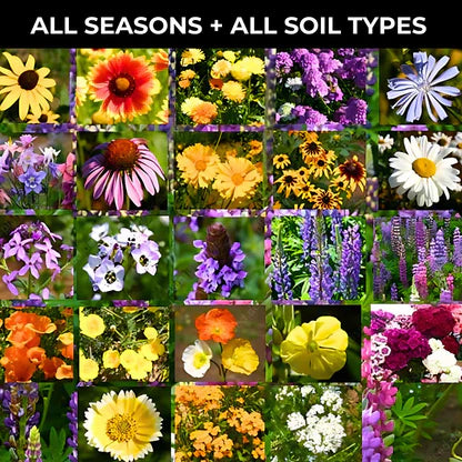 Varieties of Flower Seeds (Pack of 100)