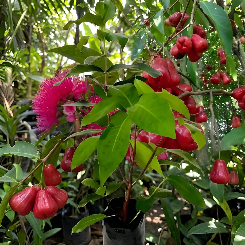 Thai Wax Apple Seeds