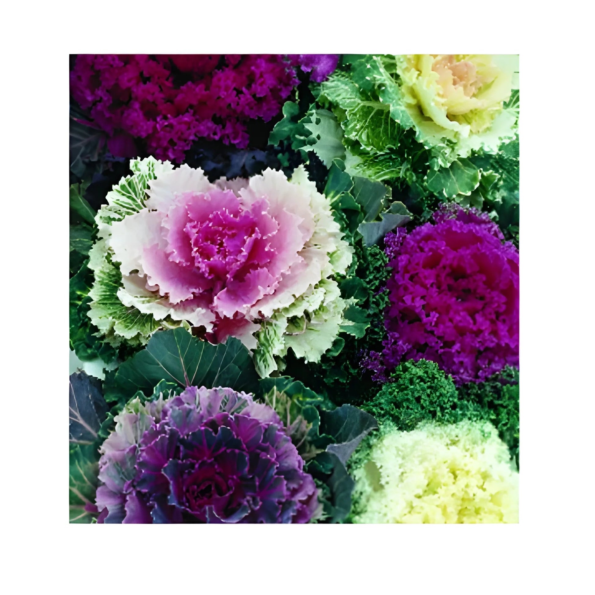 Autumn Mix Kale Seeds