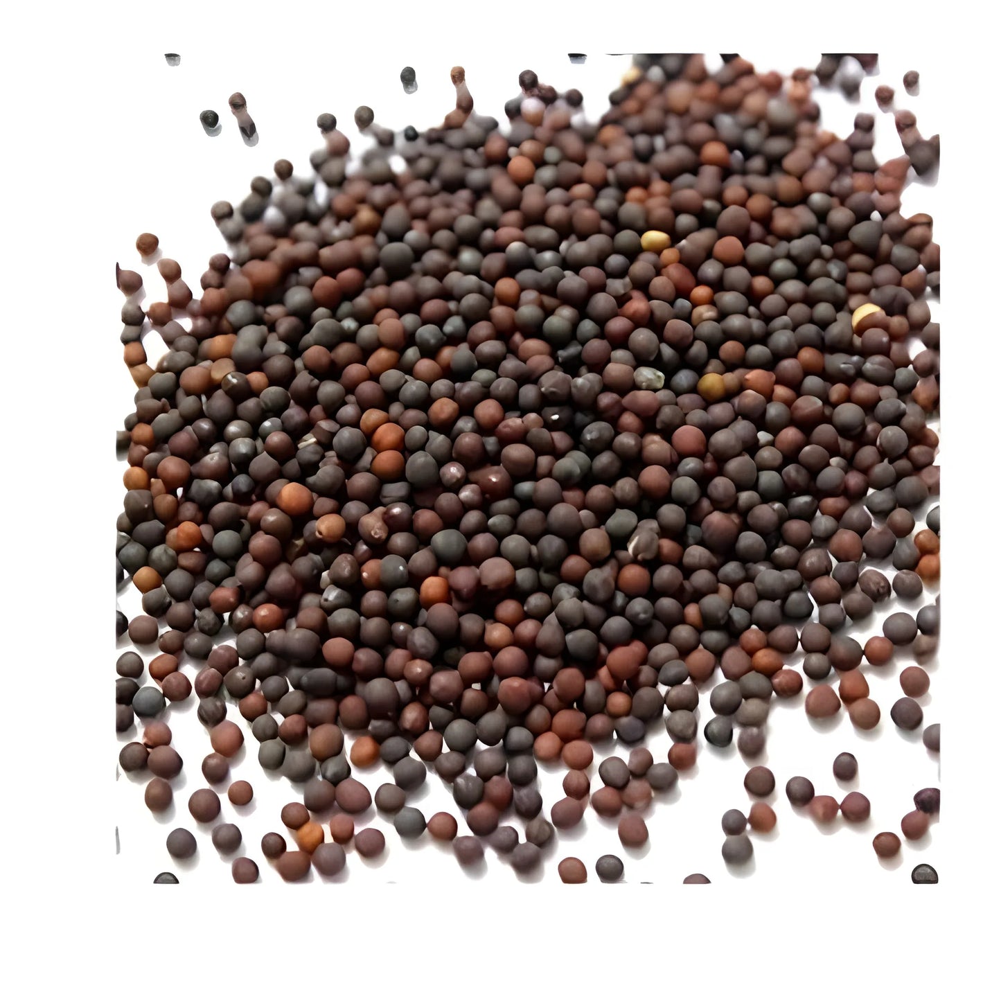 Autumn Mix Kale Seeds