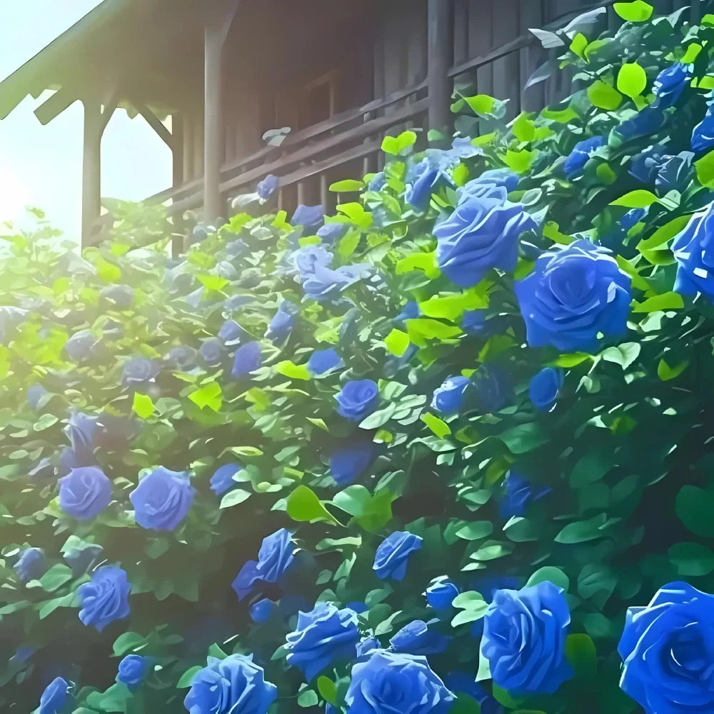 Blue Climbing Rose Seeds seeds