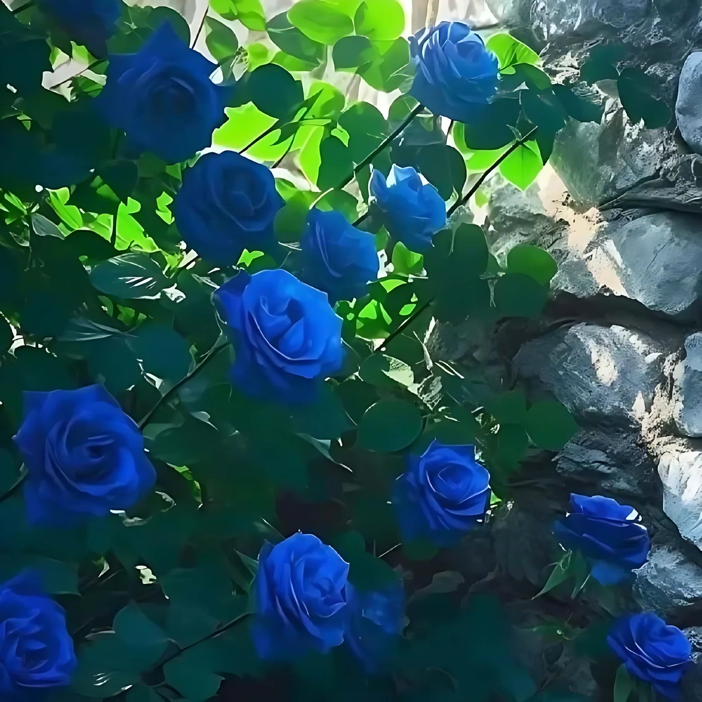 Blue Climbing Rose Seeds seeds
