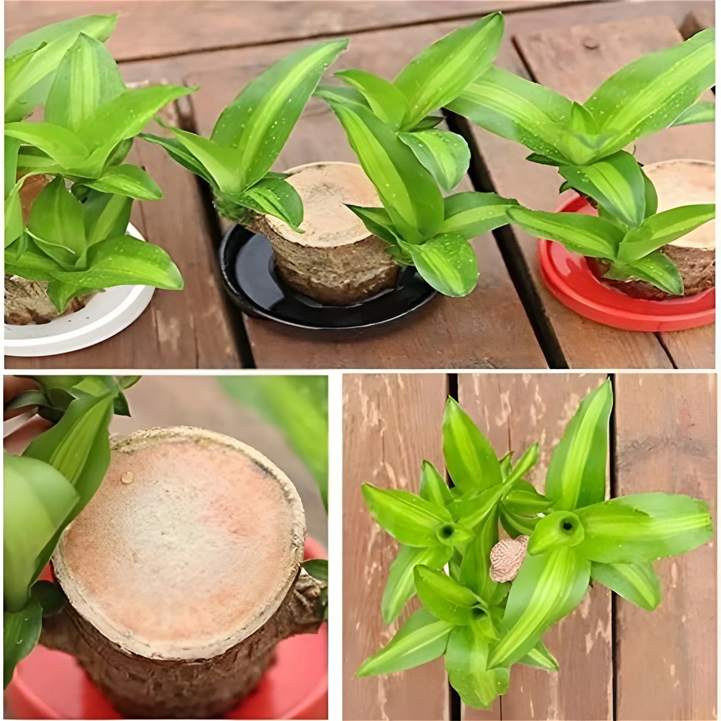 Brazilian Lucky Wood Decor