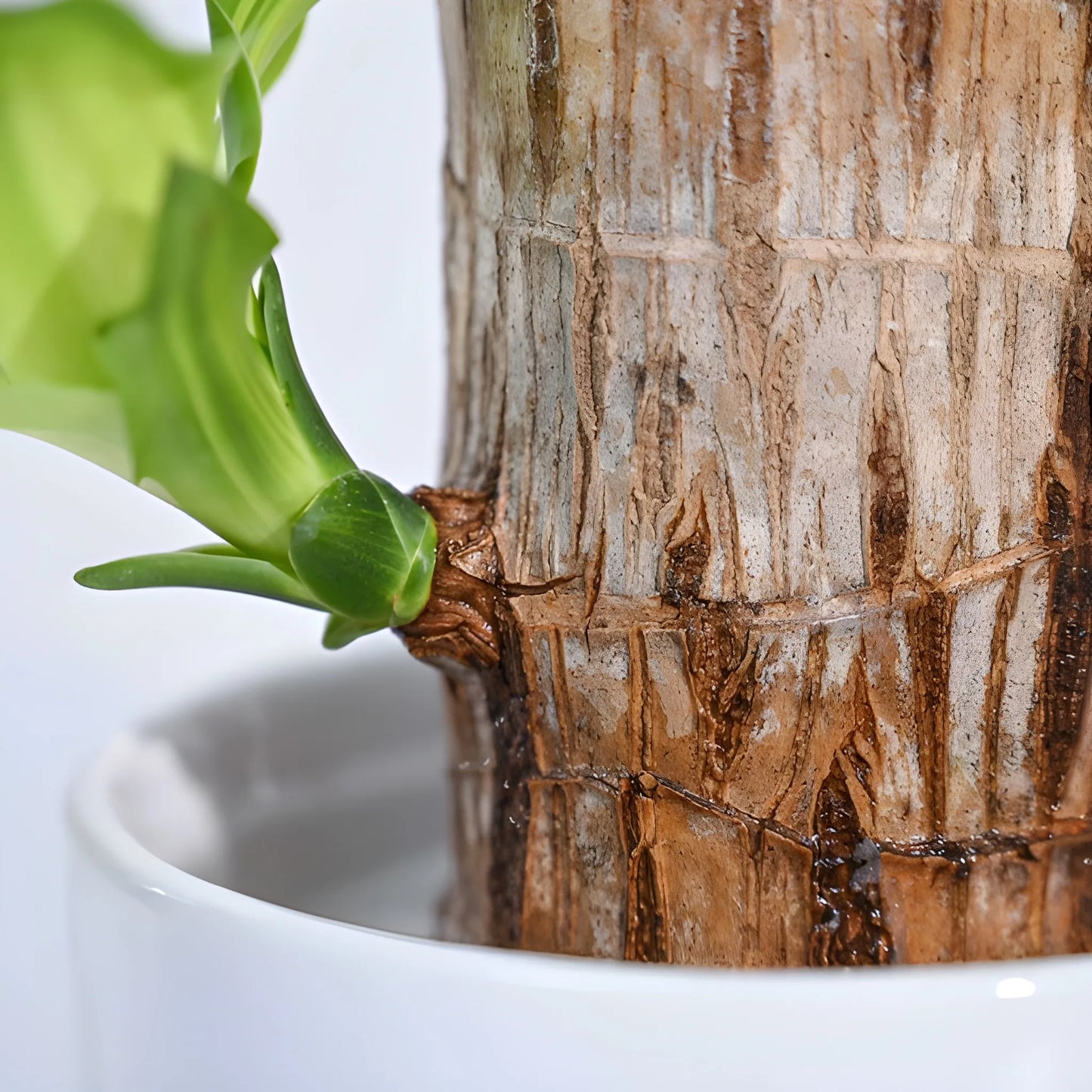 Brazilian Lucky Wood Decor