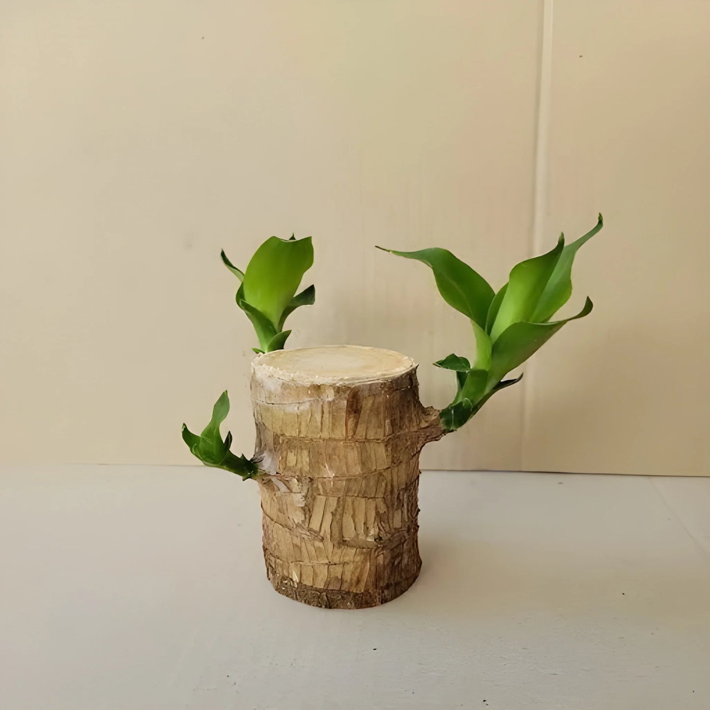 Brazilian Lucky Wood Decor