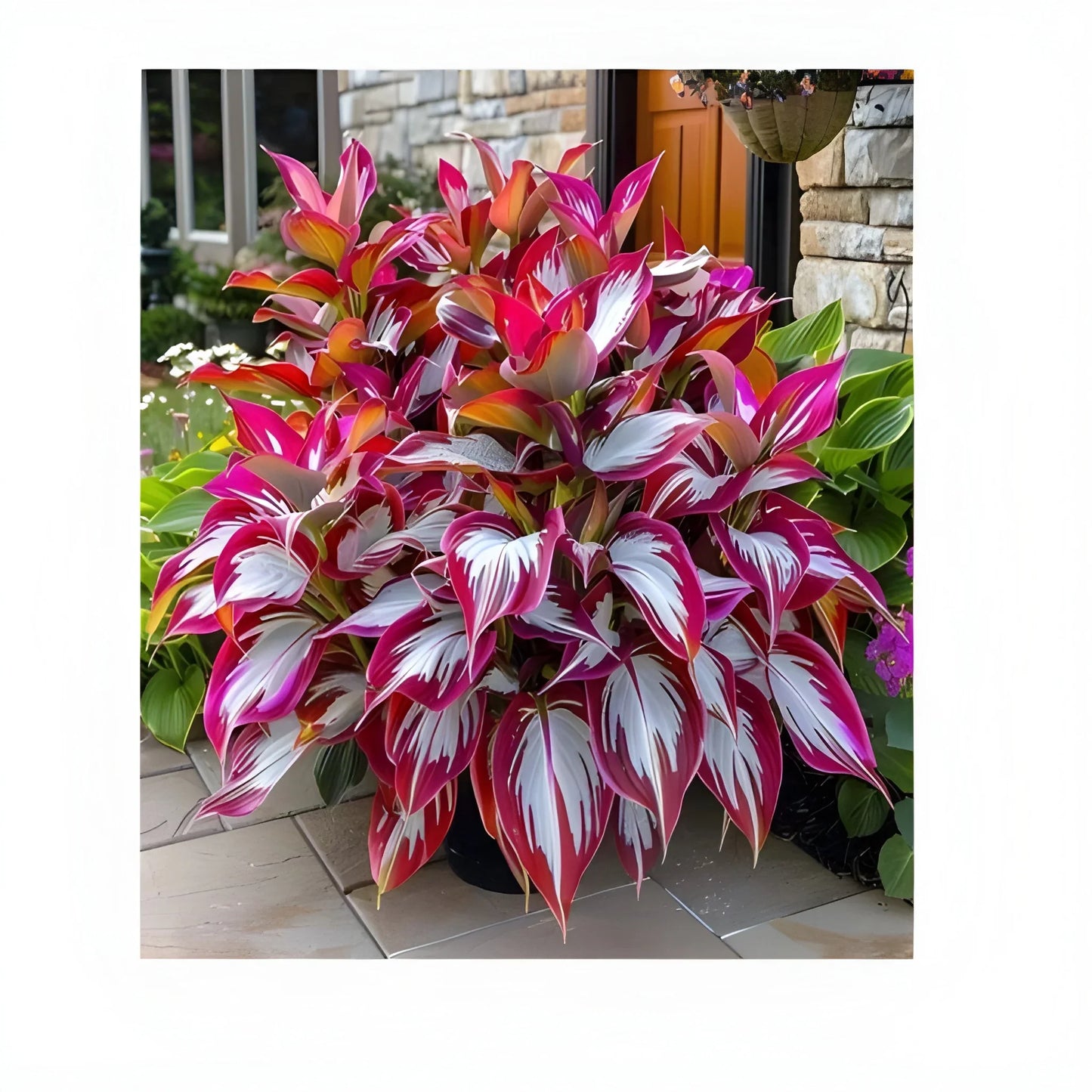 Cold Hardy Hosta Seeds