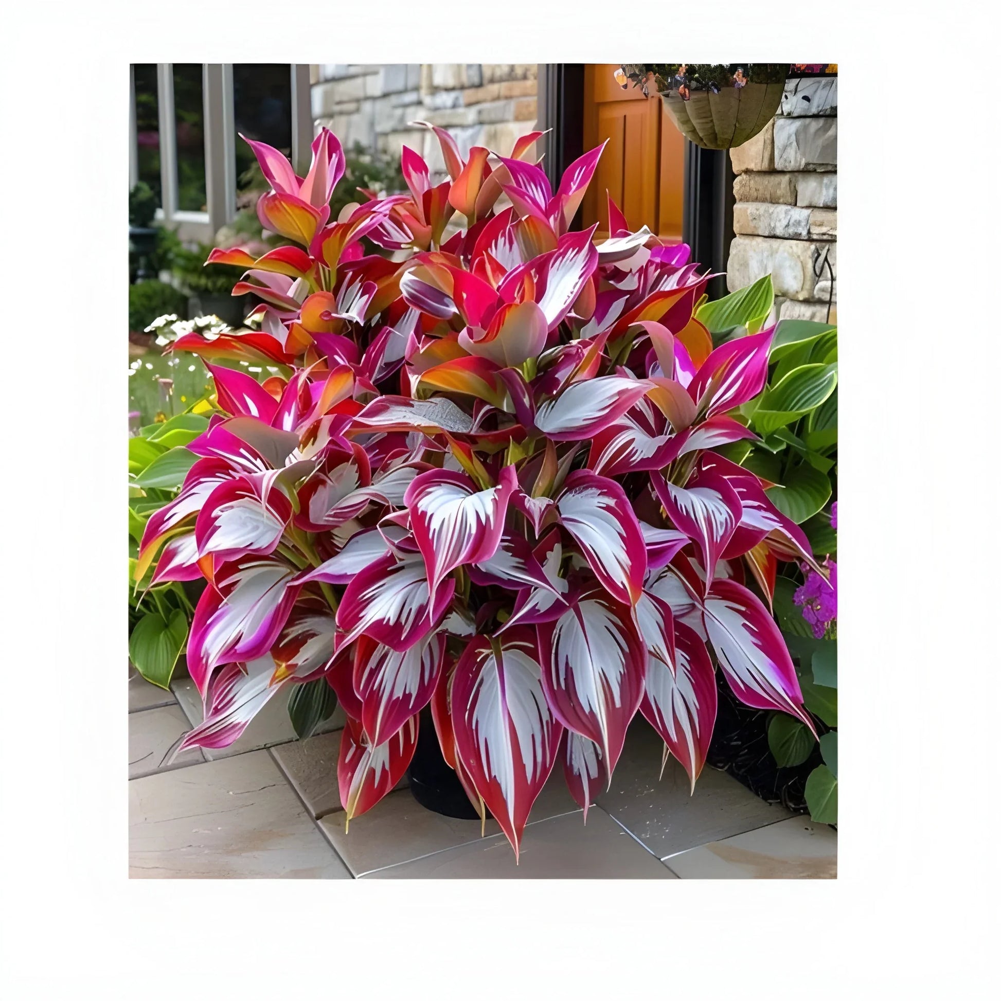 Cold Hardy Hosta Seeds