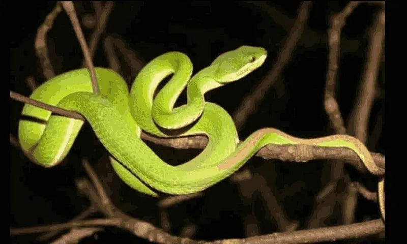 Drive Snake 200g (Pack of 2) Home Improvement