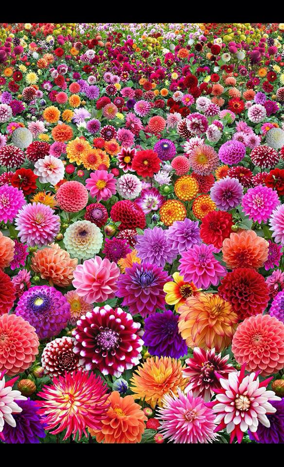 Varieties of Flower Seeds (Pack of 100)
