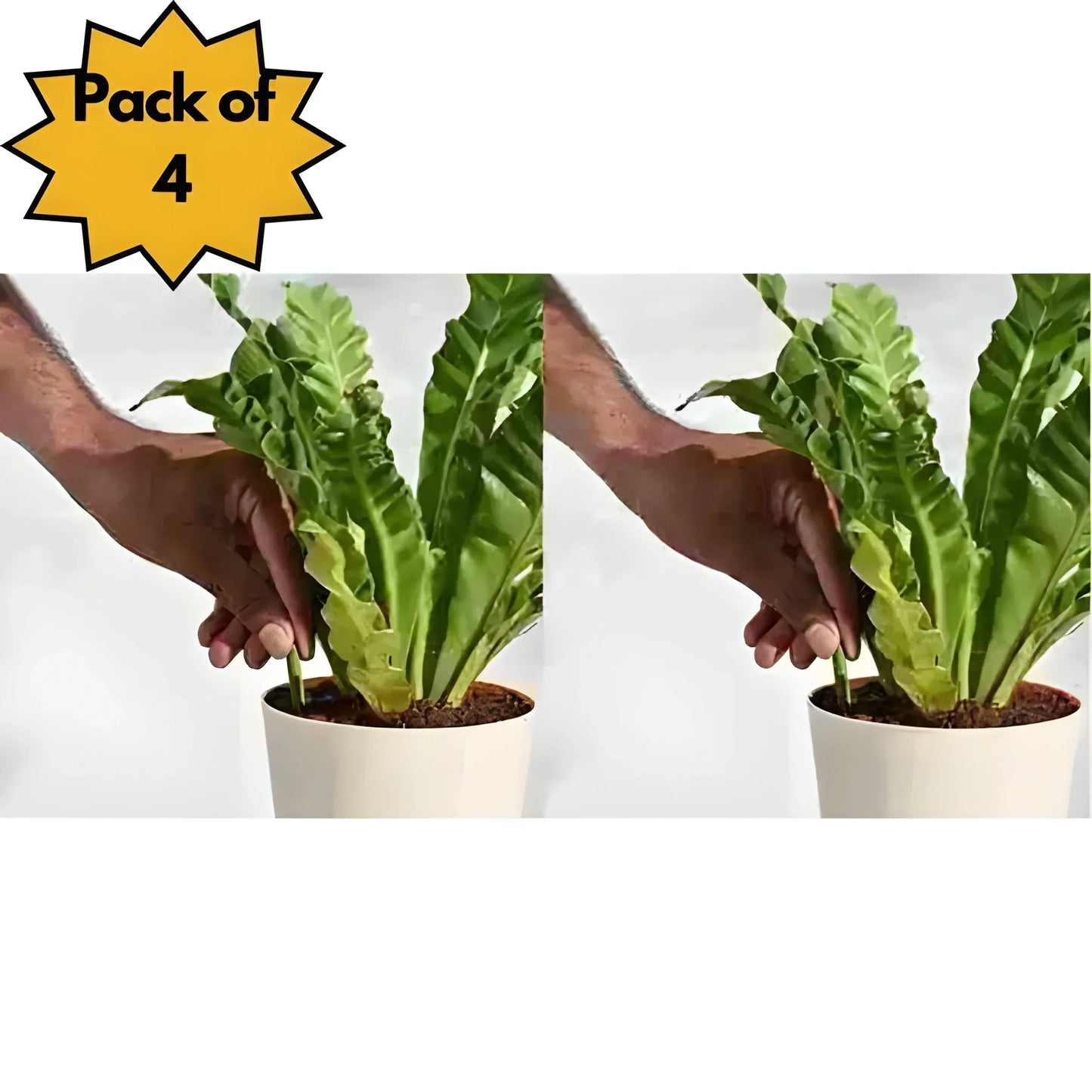 Easy Peel Plant Food Sticks