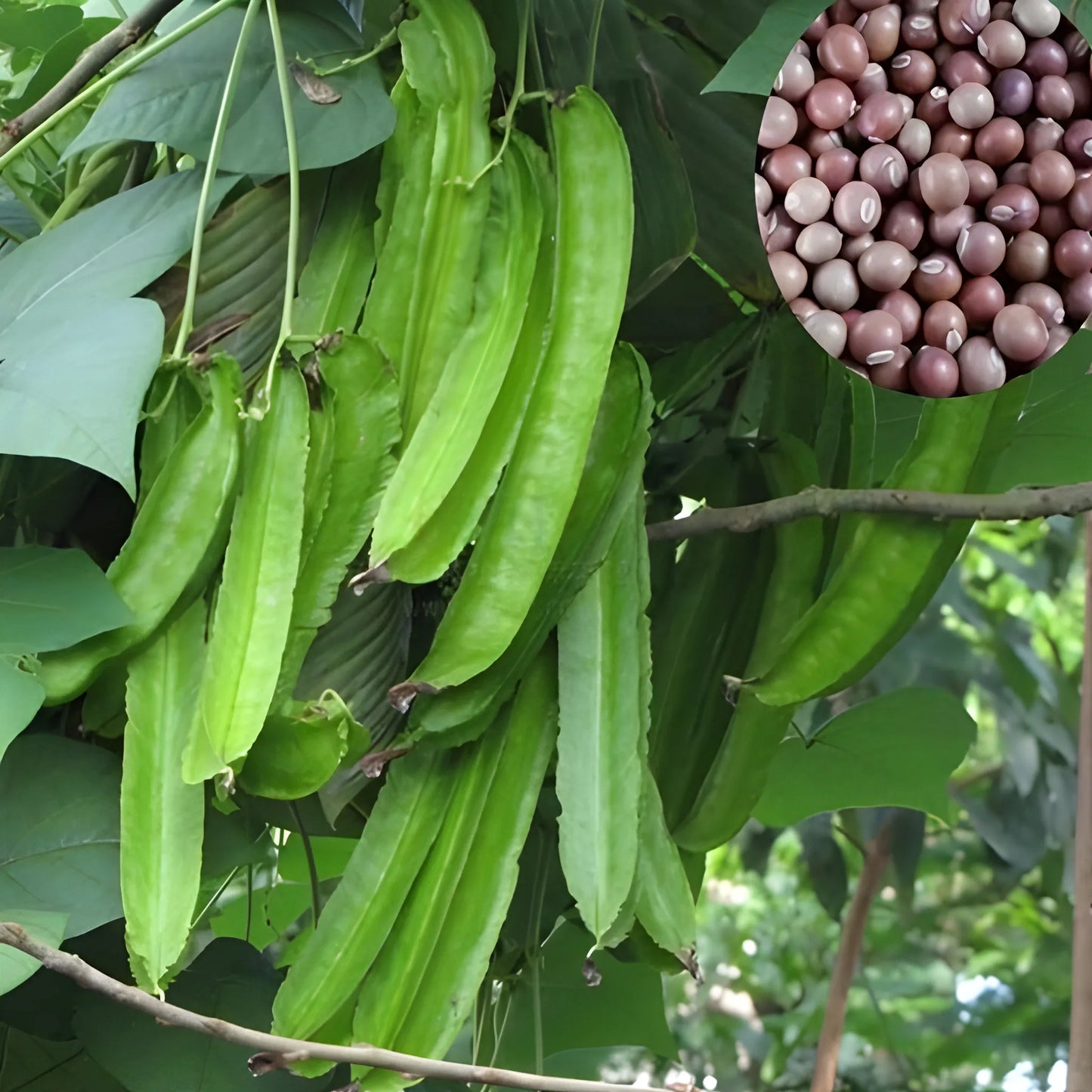 Exotic Dragon Bean Seeds