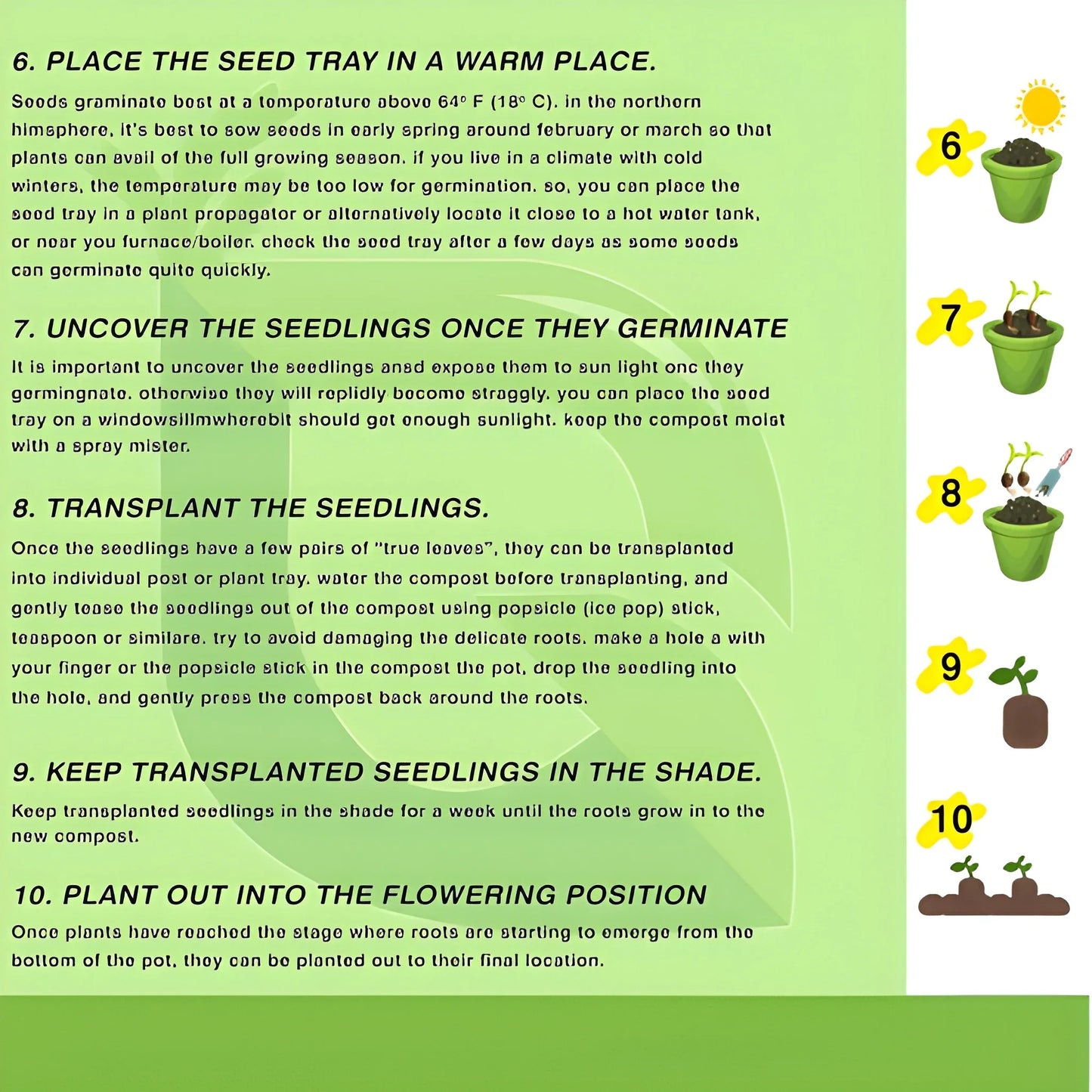 Exotic Dragon Bean Seeds