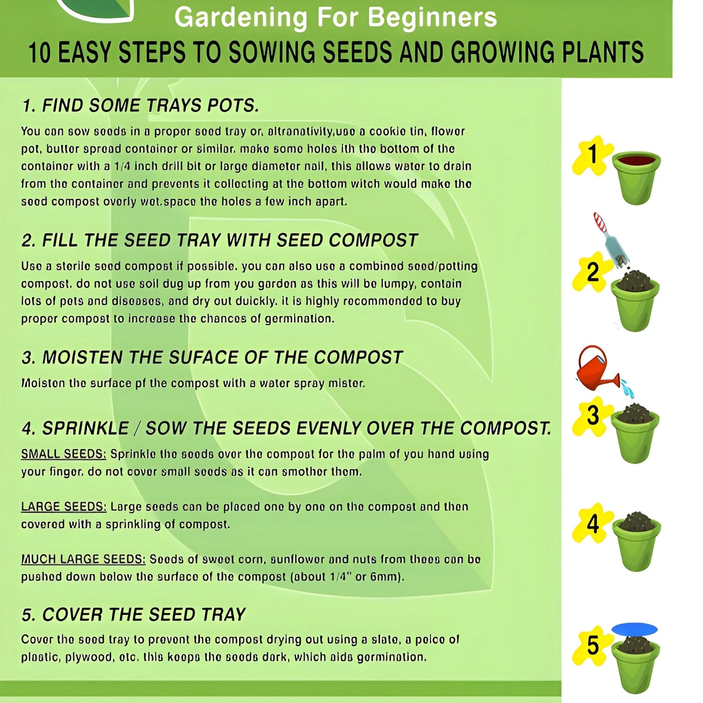 Exotic Dragon Bean Seeds