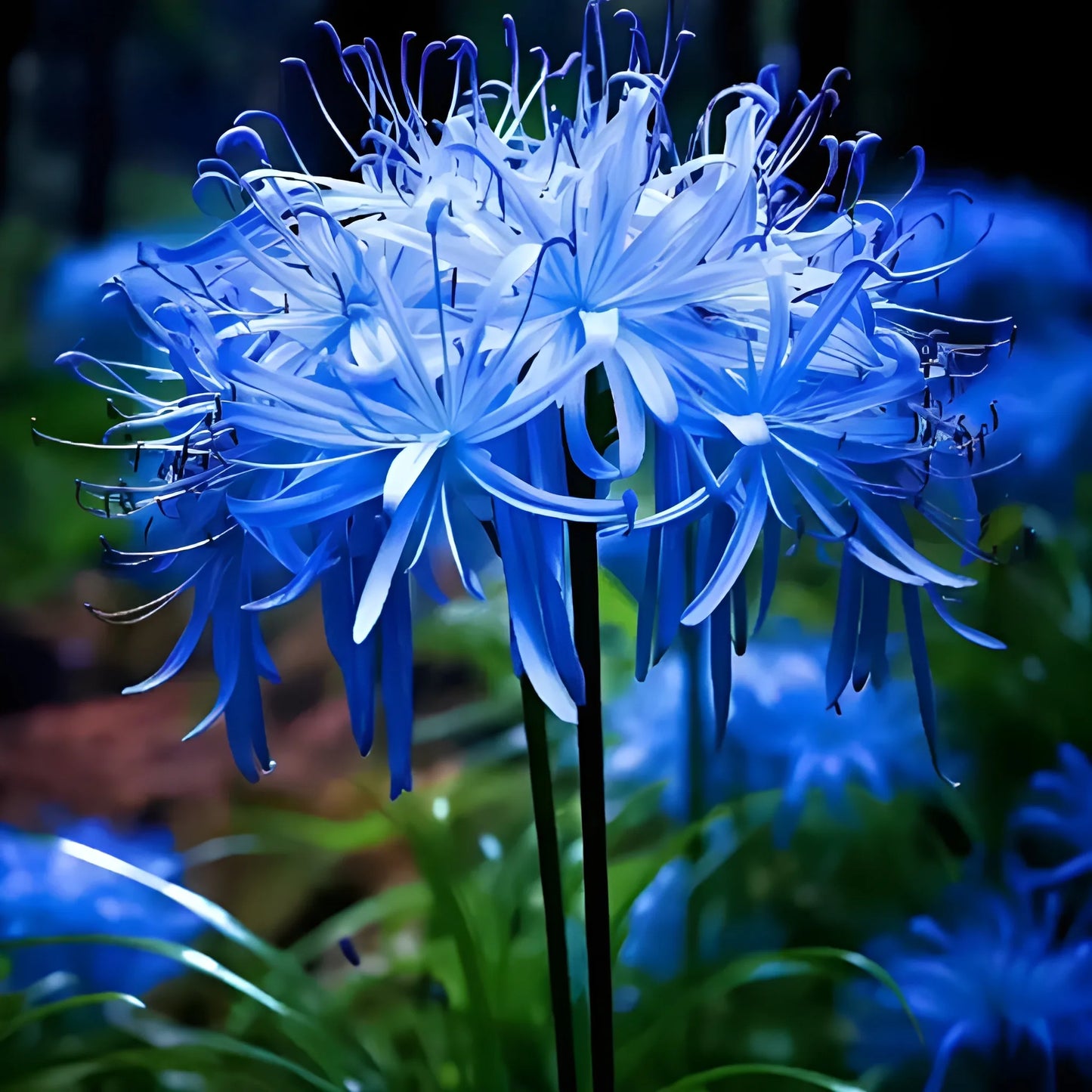 Exotic Lily Flower Bulbs