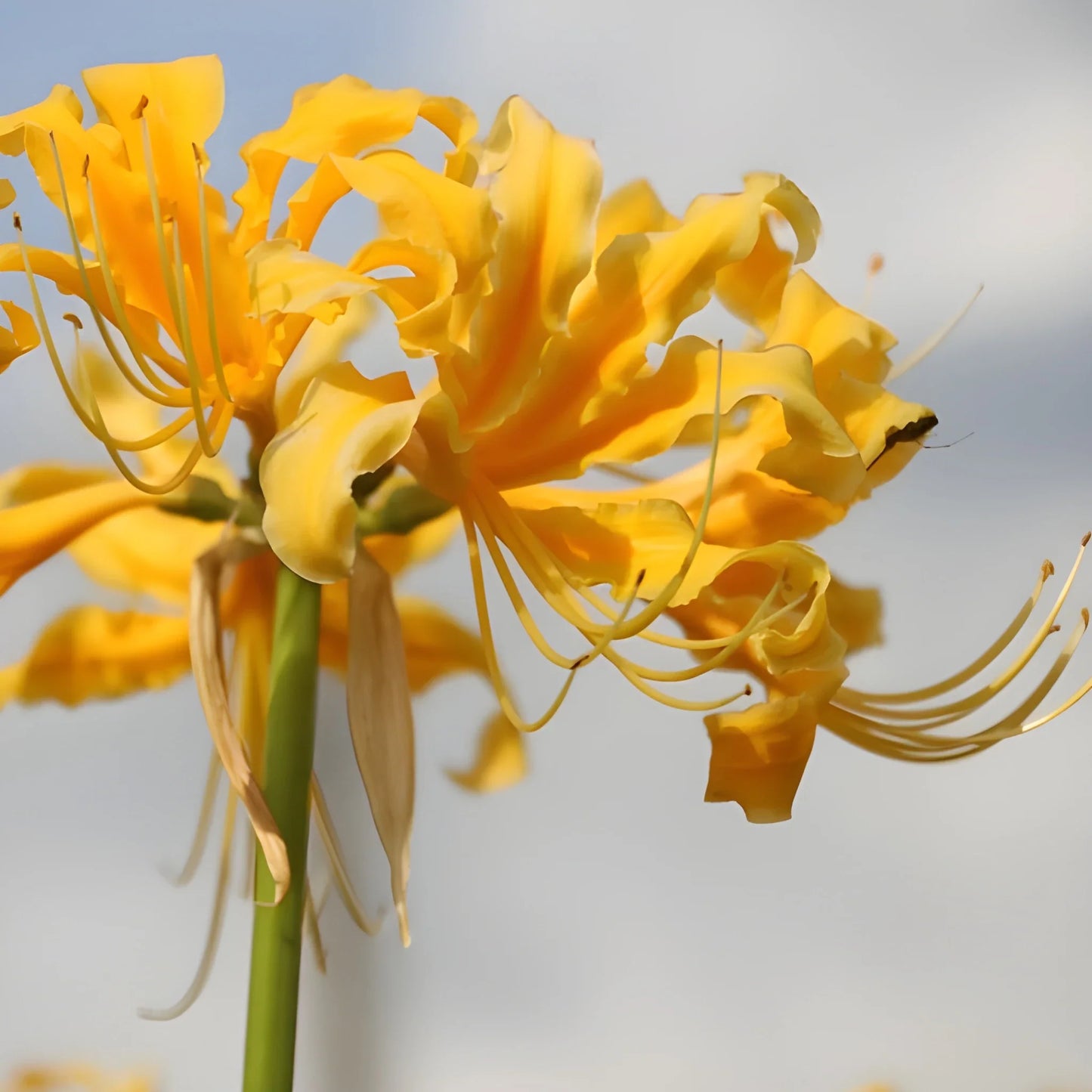 Exotic Lily Flower Bulbs