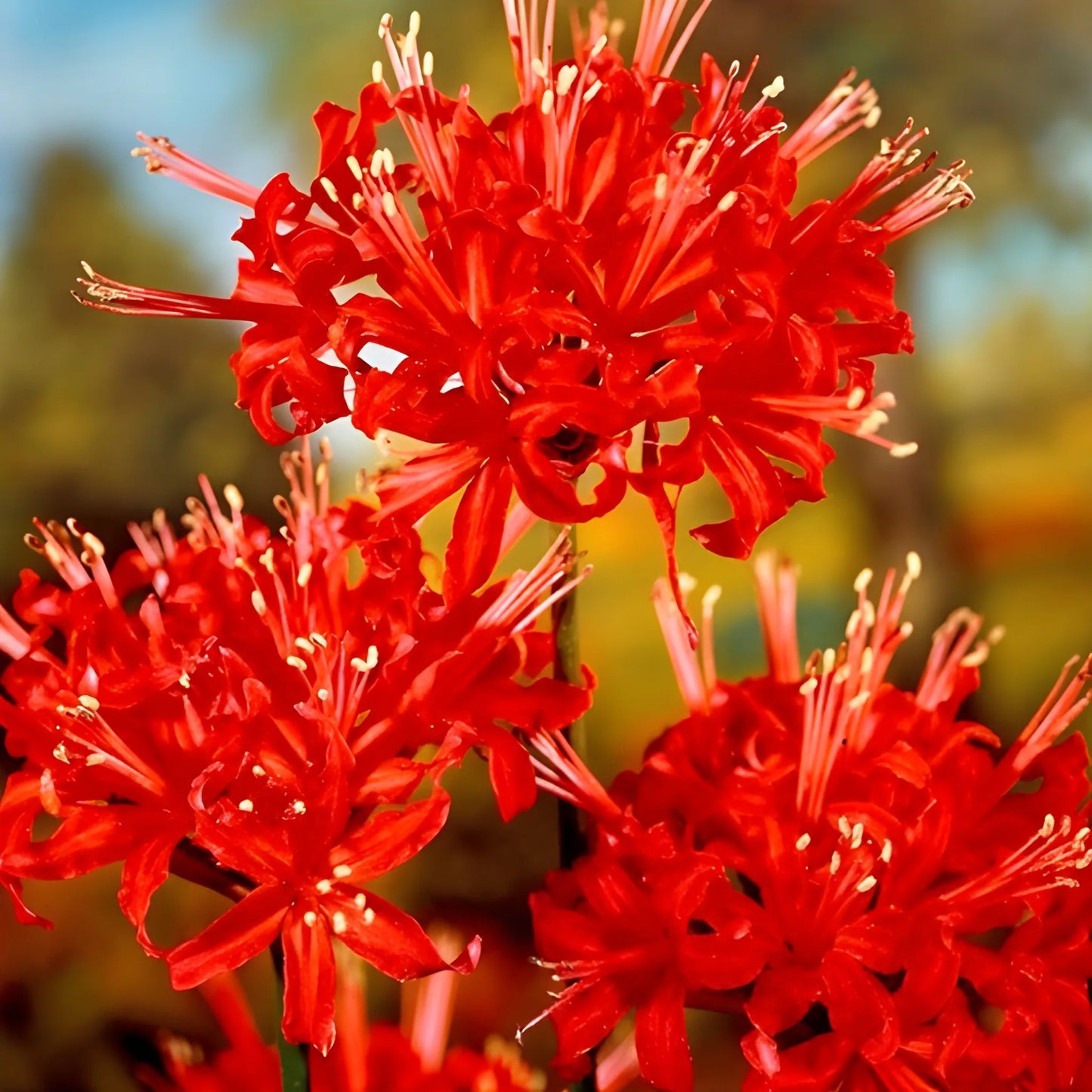 Exotic Lily Flower Bulbs