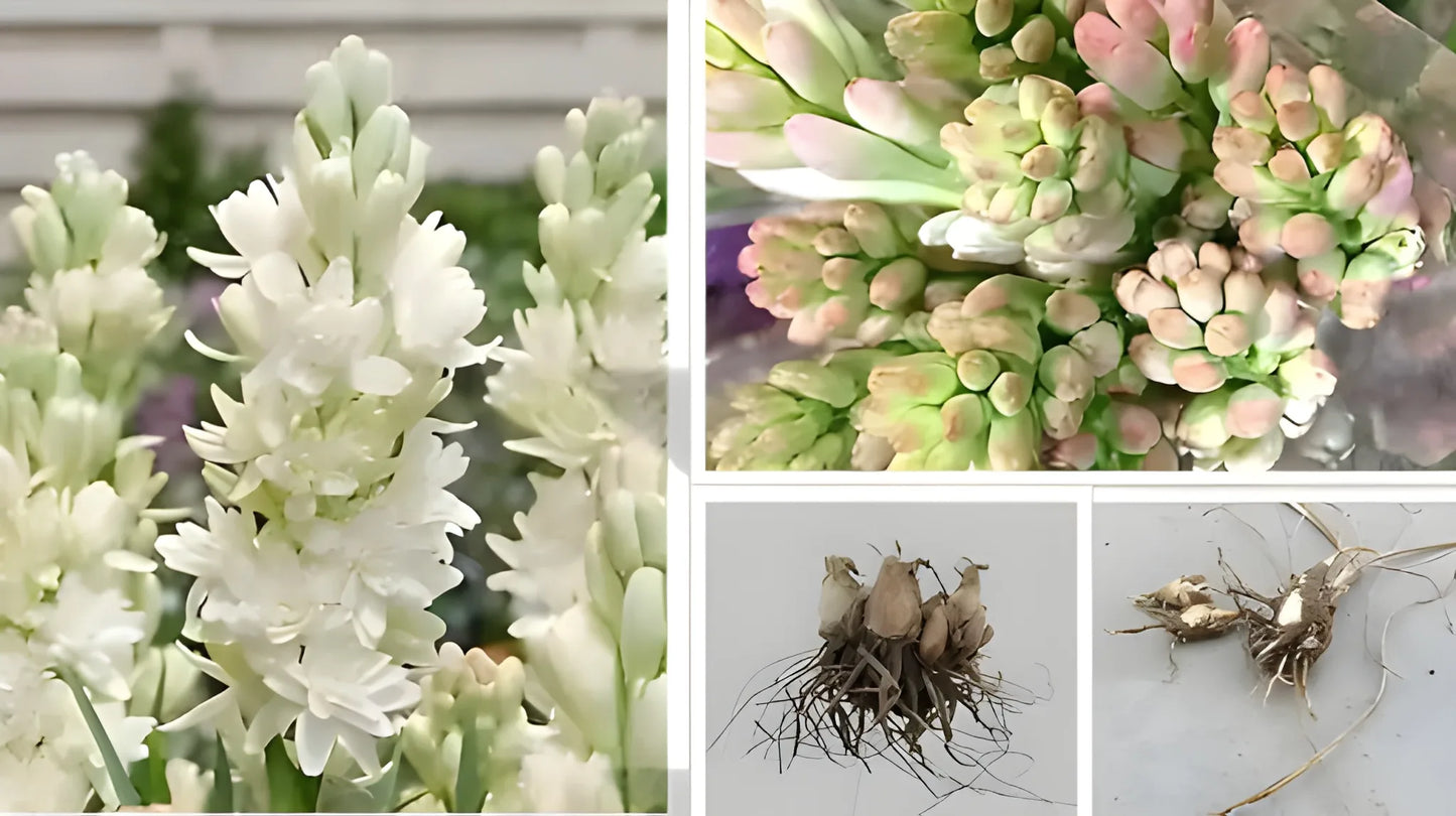 Fragrant Double Tuberose Bulbs