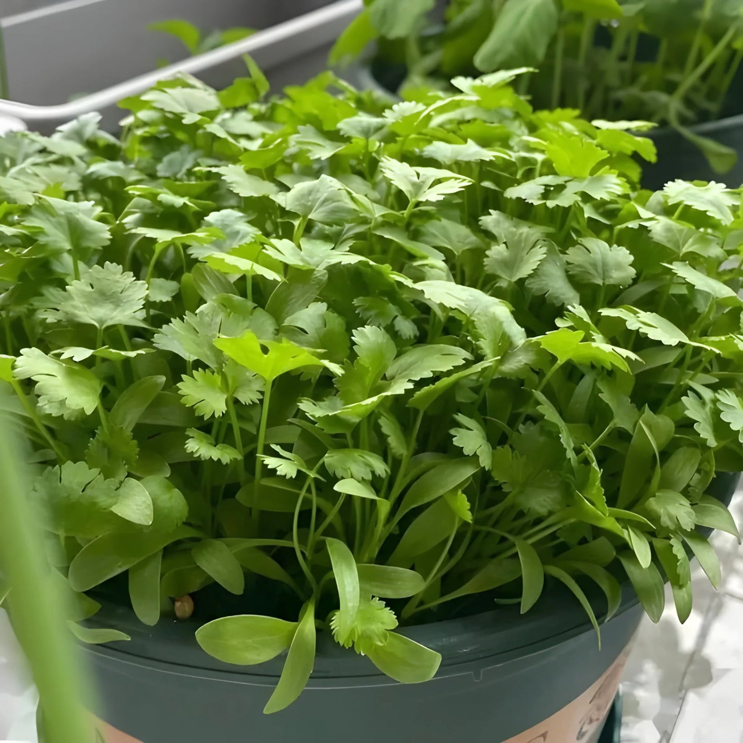 Organic Coriander Seed Pack