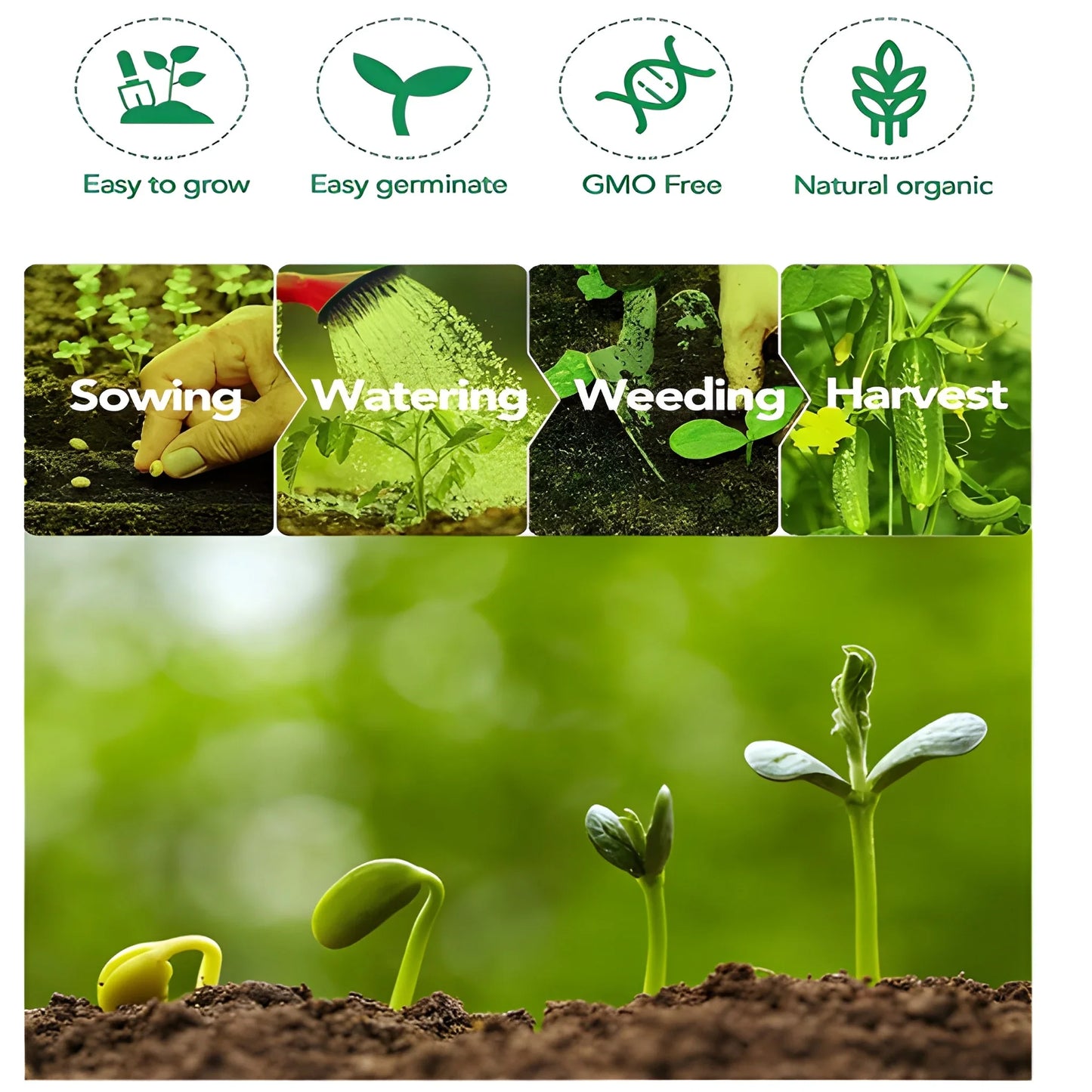 Giant Monster Tomato Seeds