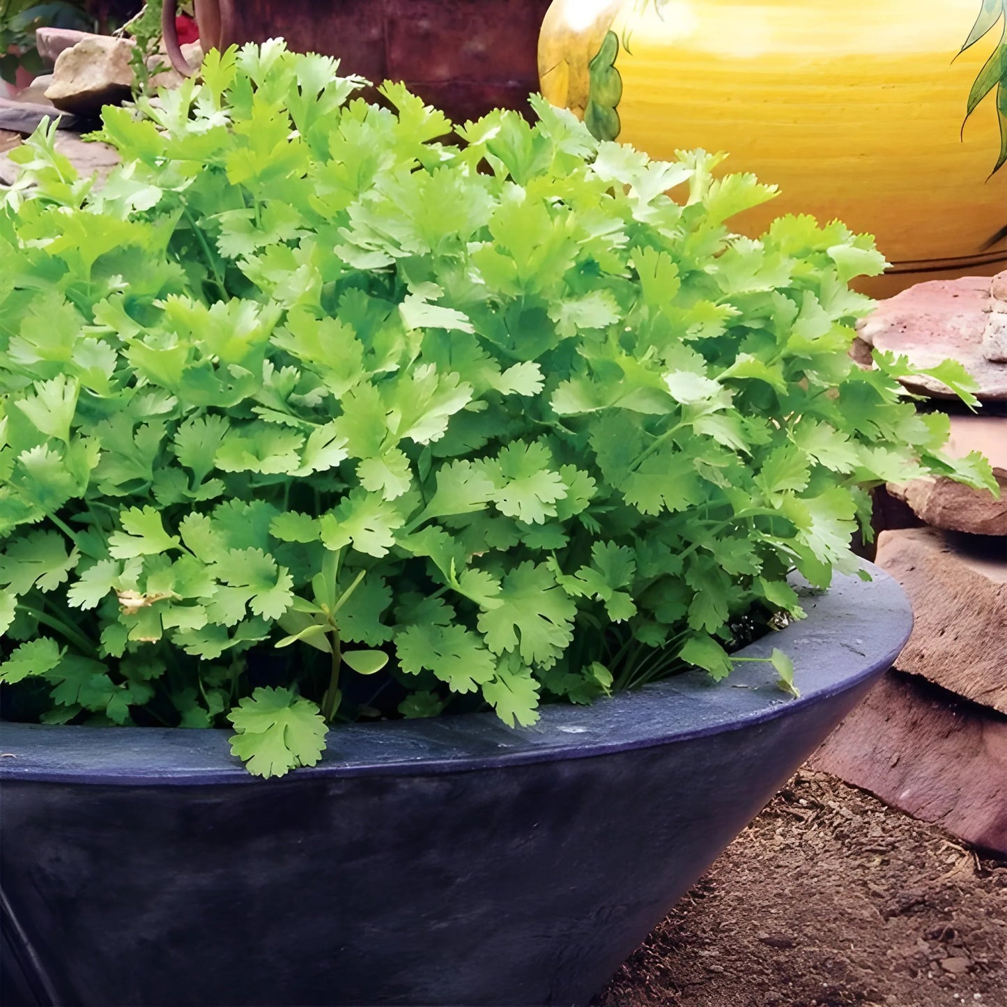 Organic Coriander Seed Pack