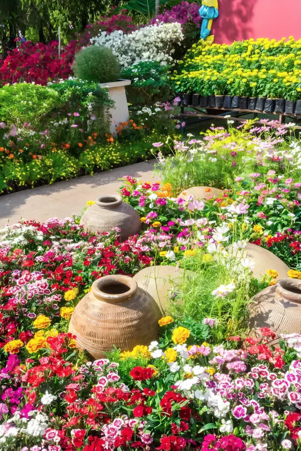 Varieties of Flower Seeds (Pack of 100)
