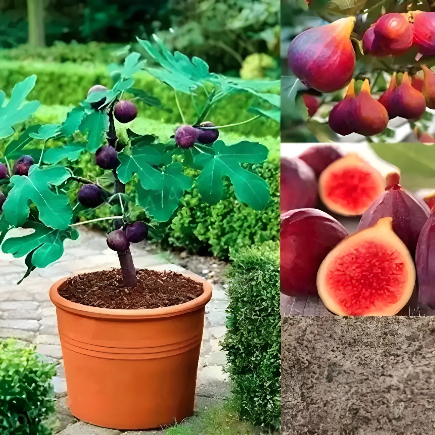 Premium Fig Tree Seeds