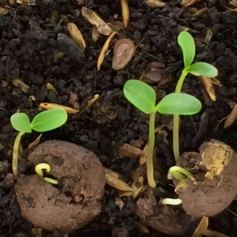 Premium Ginseng Fruit Seeds