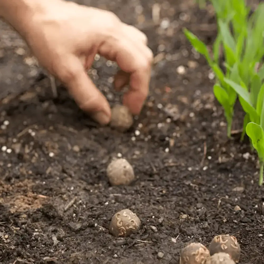 Premium Ginseng Fruit Seeds