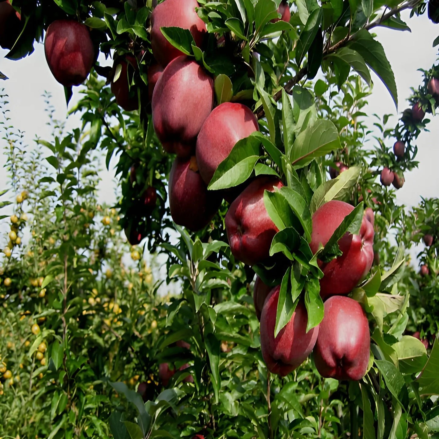 Premium Red Apple Seeds