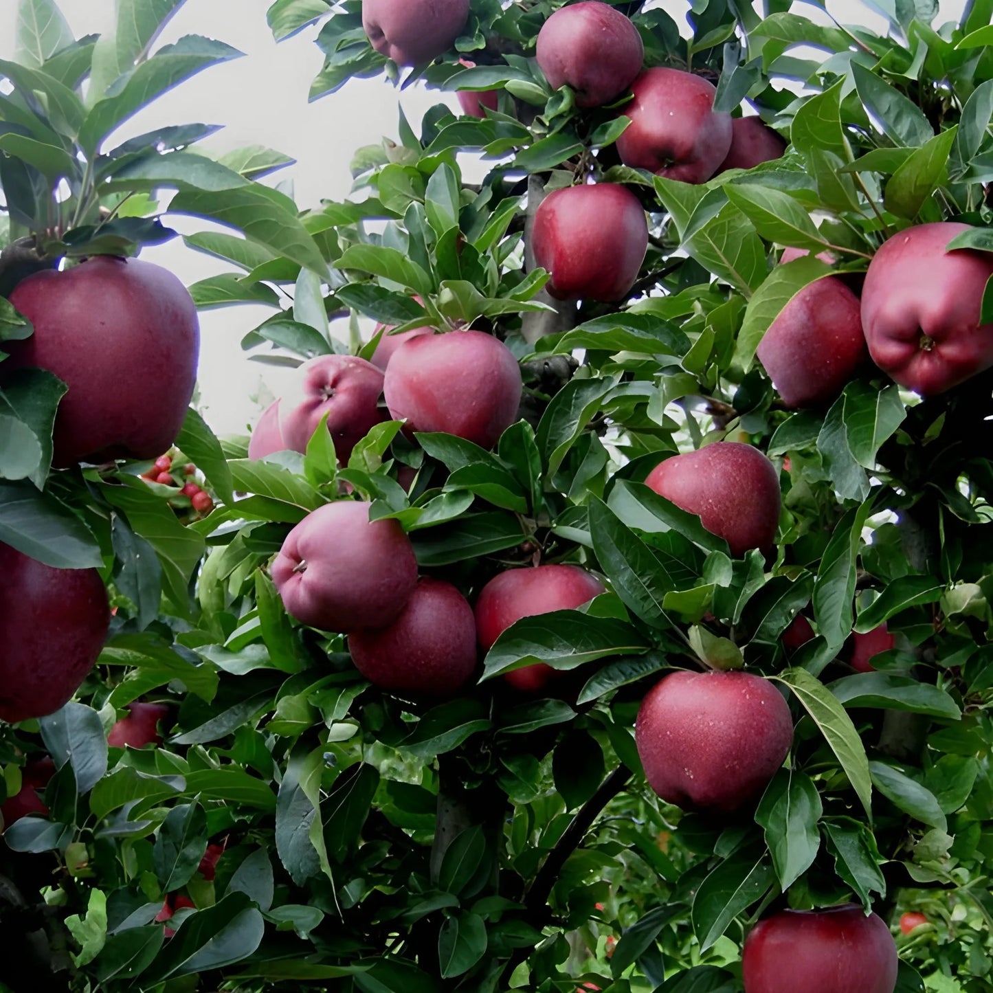 Premium Red Apple Seeds