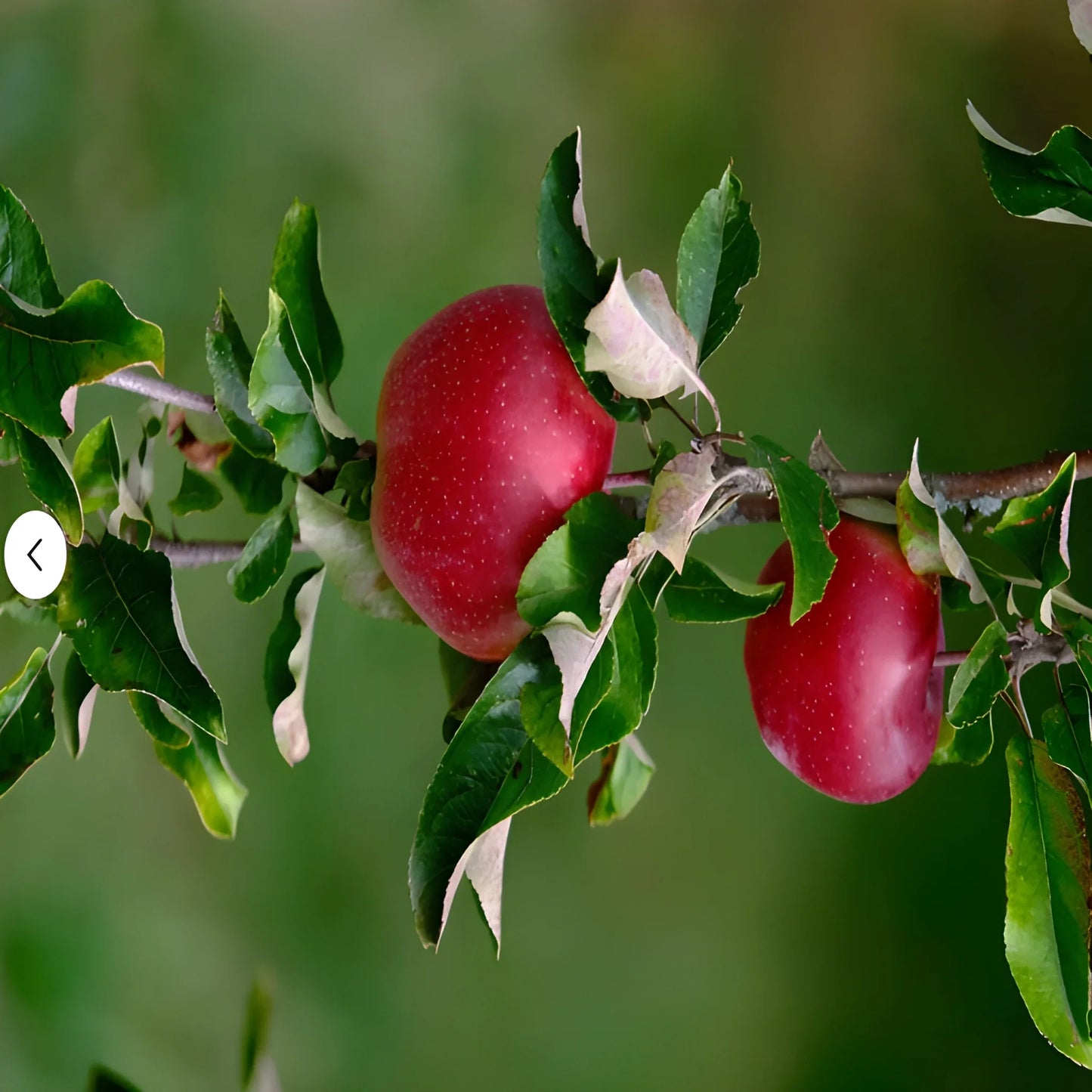 Premium Red Apple Seeds