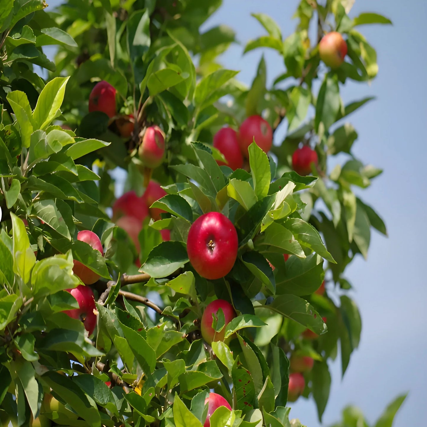 Premium Red Apple Seeds