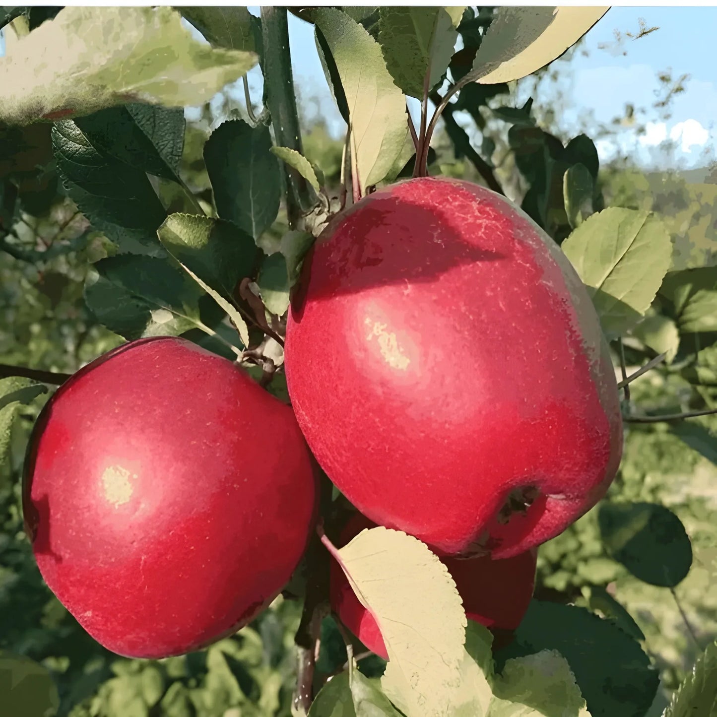 Premium Red Apple Seeds
