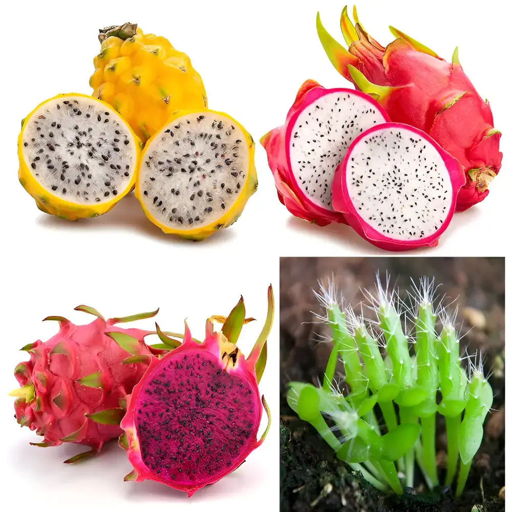 Rainbow Dragon Fruit Seeds