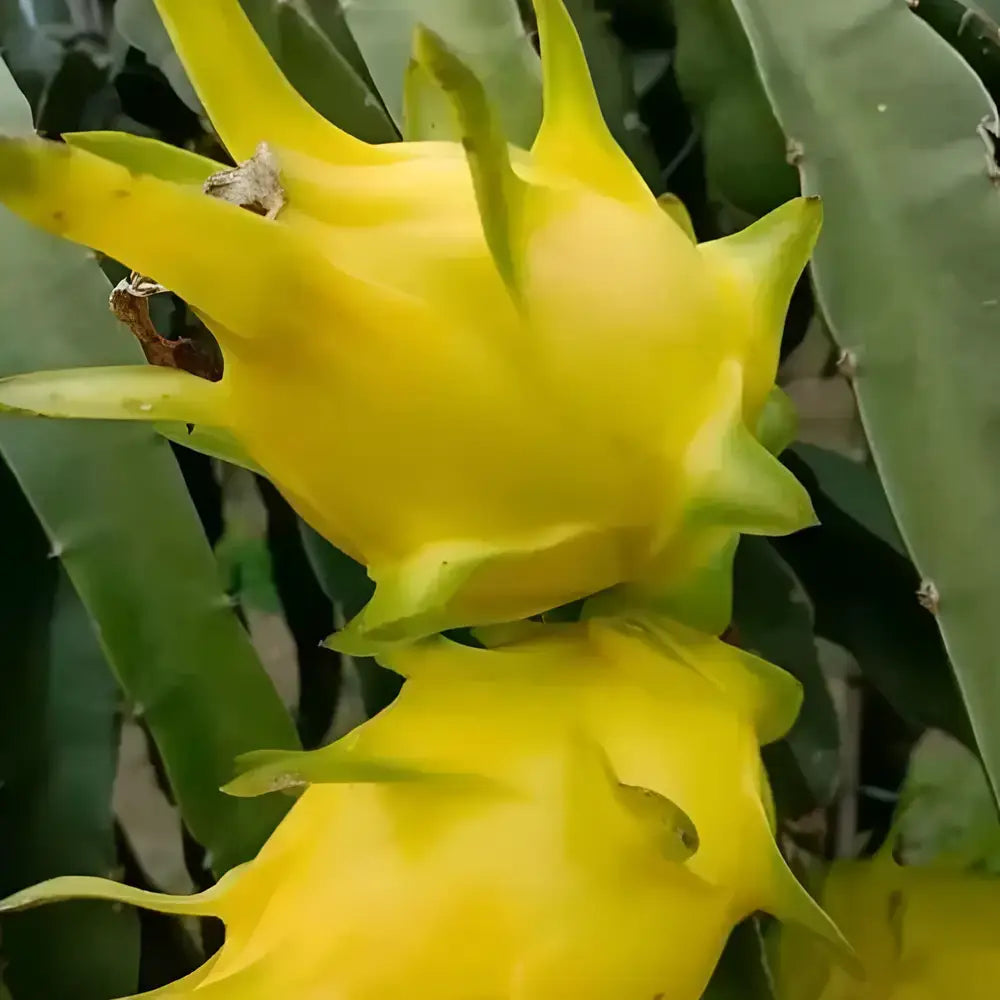 Rainbow Dragon Fruit Seeds