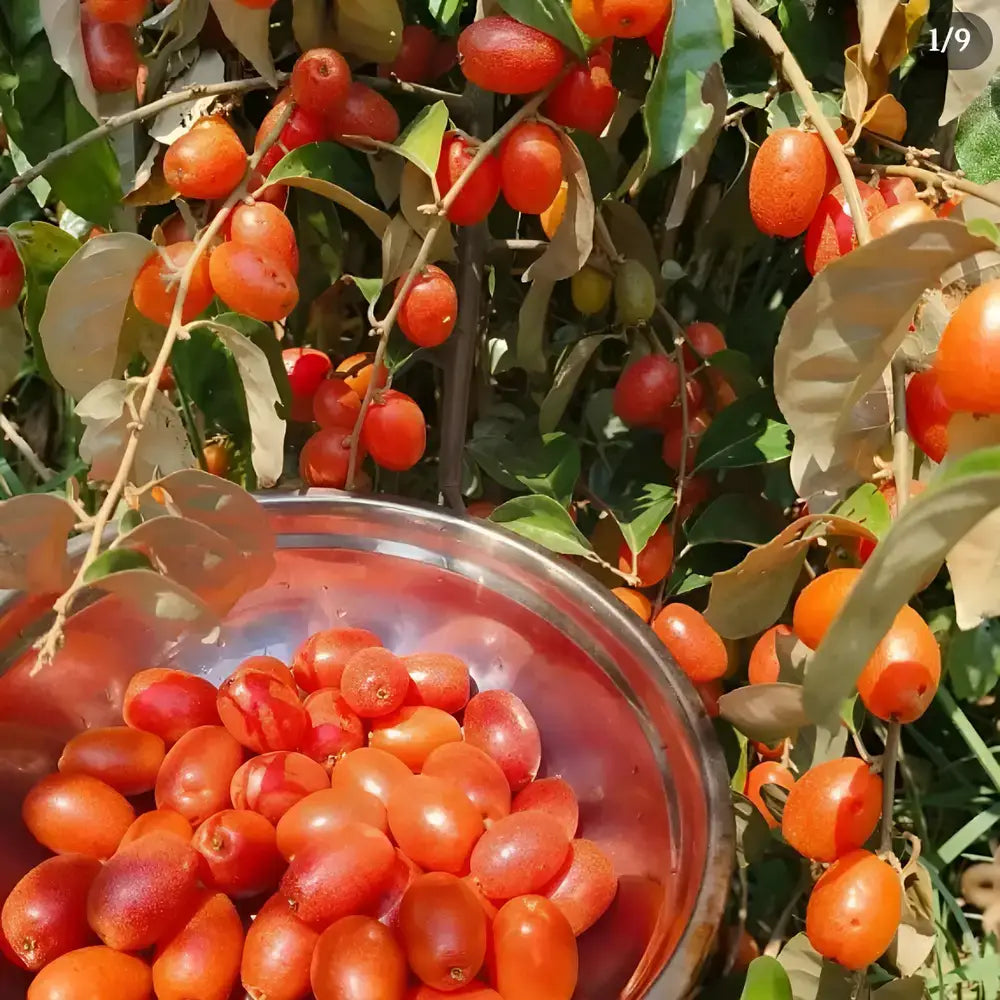 Sacred Buddha Lantern Seeds