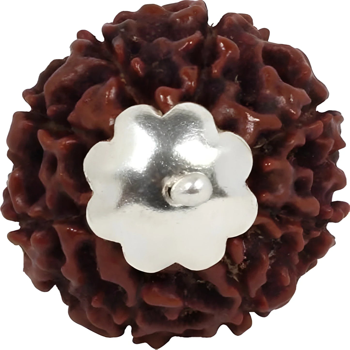 Sacred Shiva Rudraksha Pendant