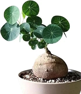 Stephania Erecta Plant plant