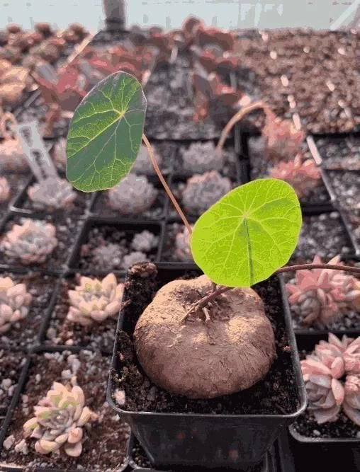 Stephania Erecta Plant plant