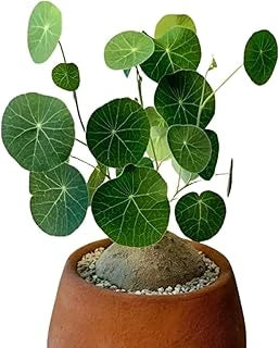 Stephania Erecta Plant plant