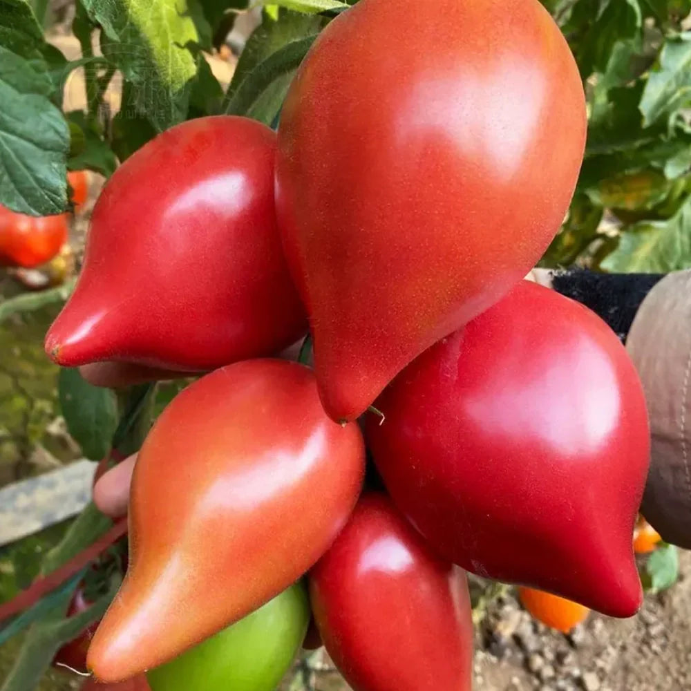 Sweet Mango Honey Tomatoes
