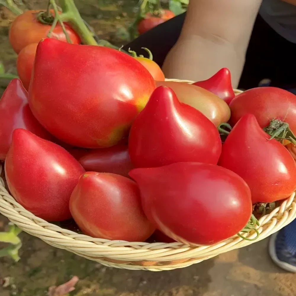 Sweet Mango Honey Tomatoes