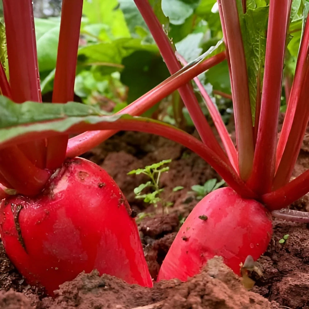 Sweet Pineapple Radish Seeds