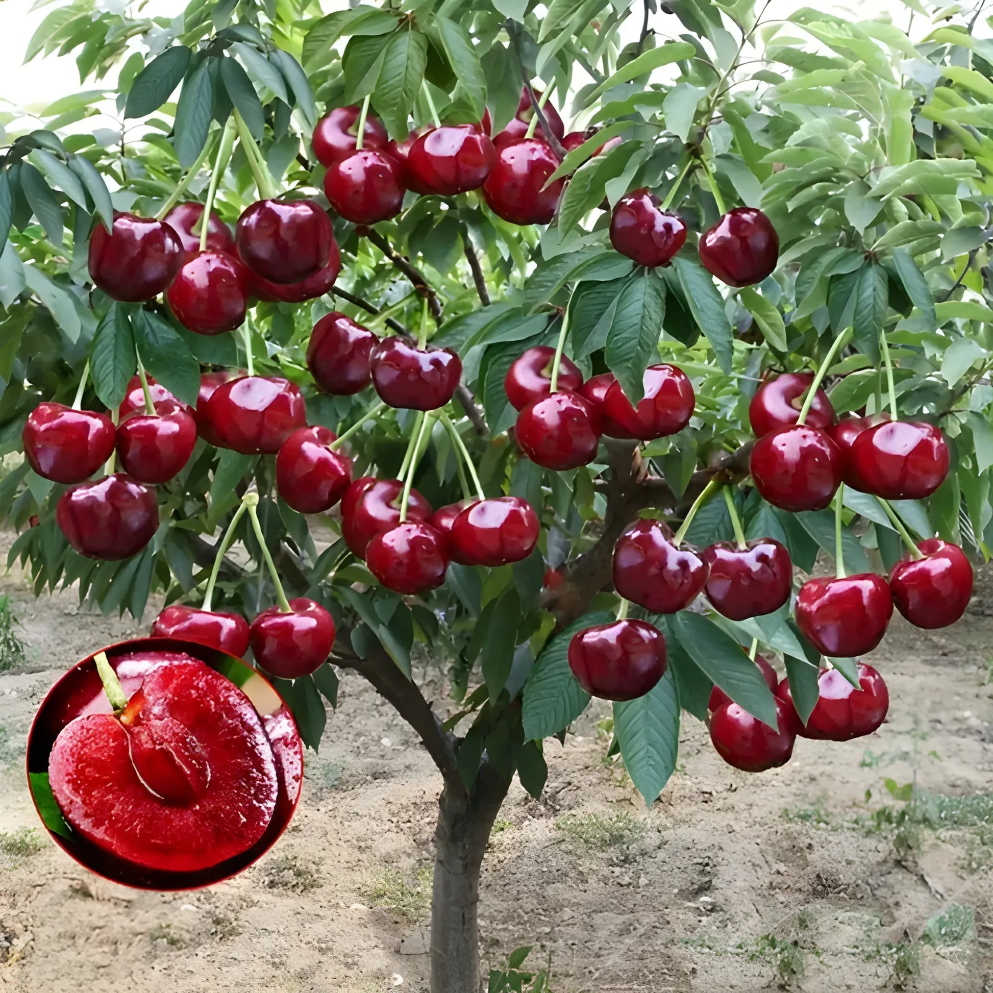 Sweet Rainier Cherry Seeds