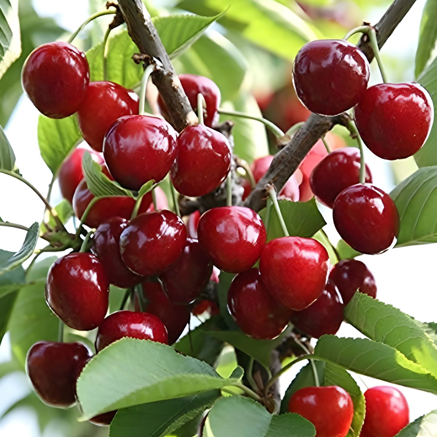 Sweet Rainier Cherry Seeds
