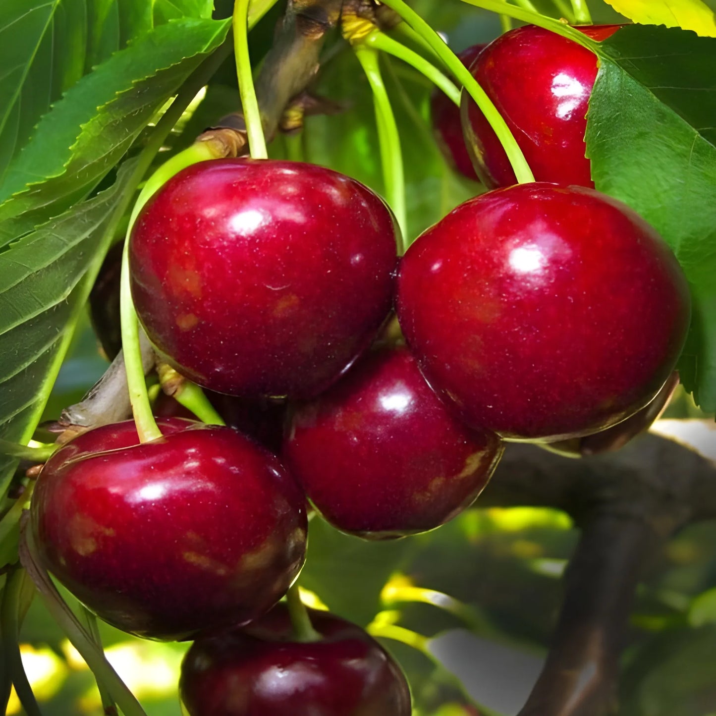 Sweet Rainier Cherry Seeds