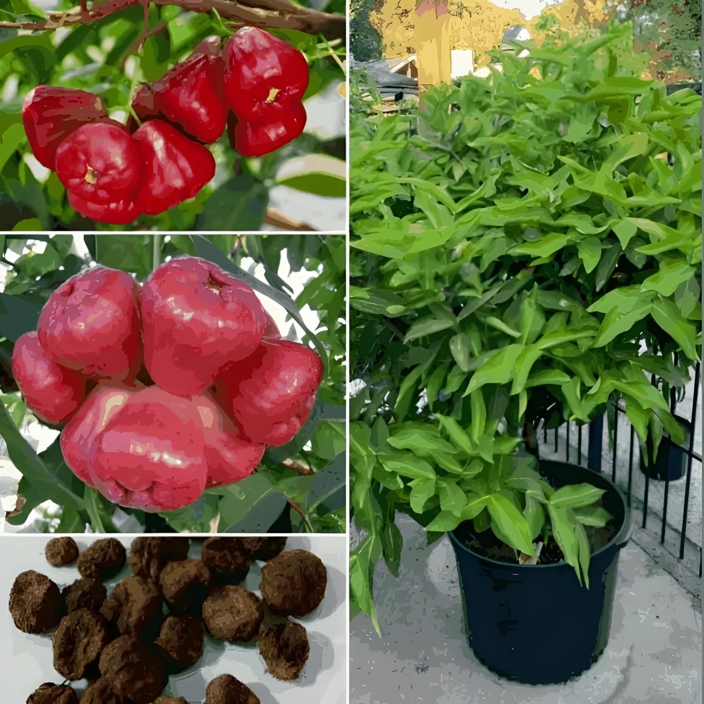 Thai Wax Apple Seeds
