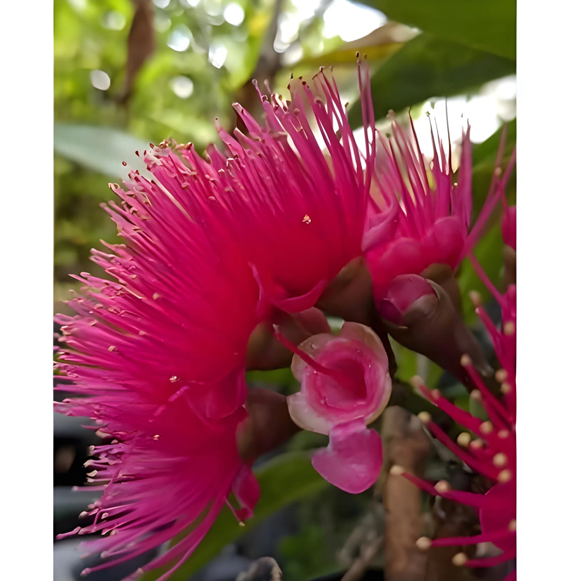Thai Wax Apple Seeds